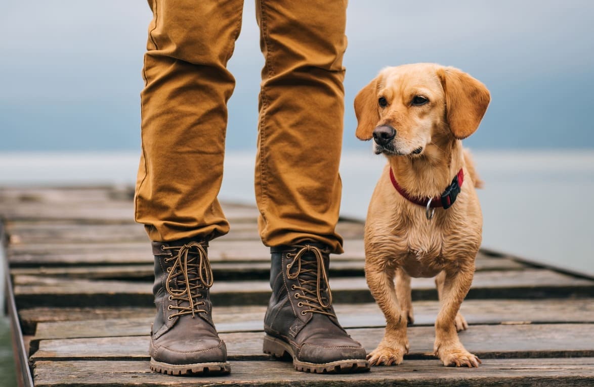 hund-spaziergang-steg-wasser