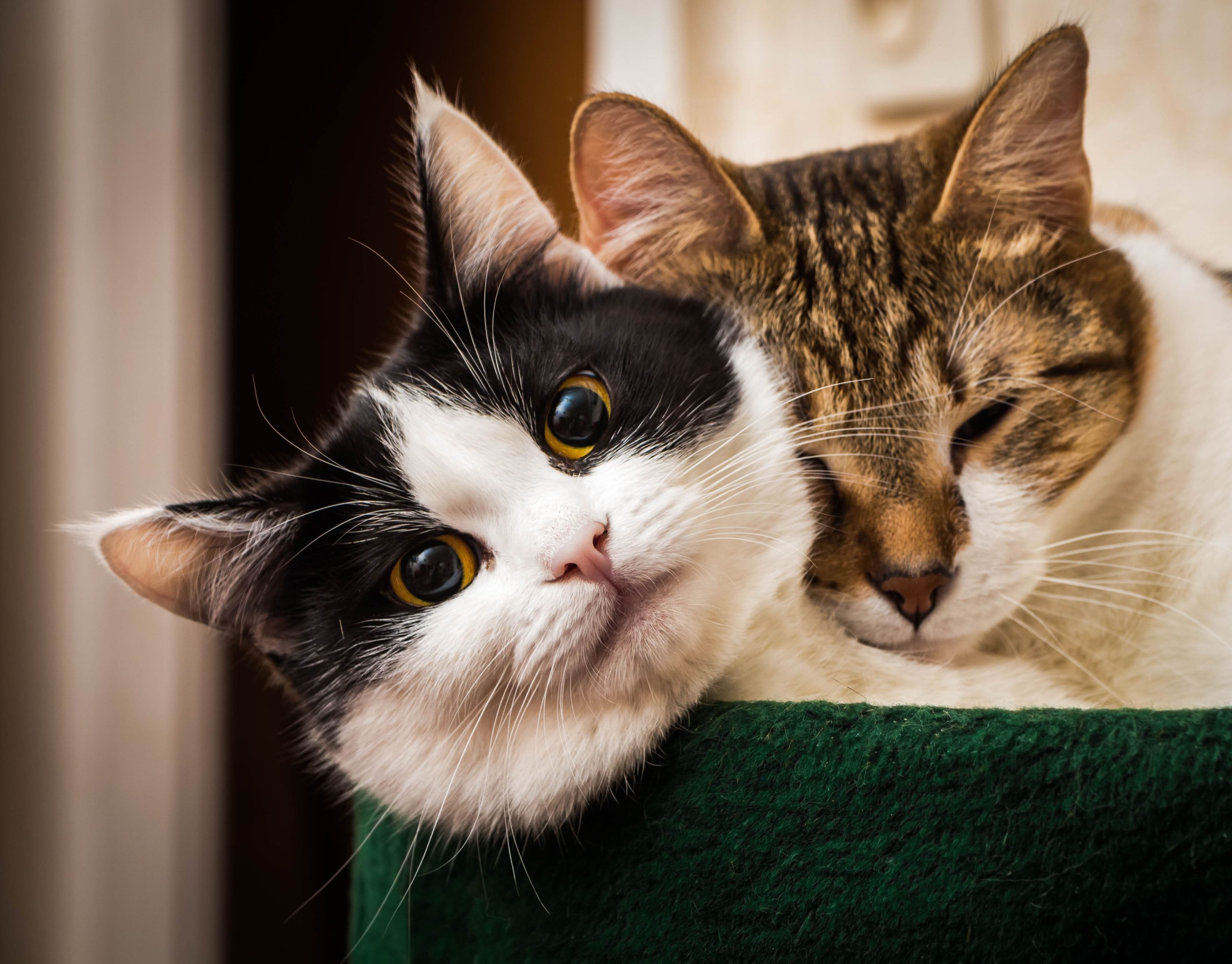 Die besten Katzenkrankenversicherungen für 2 Katzen