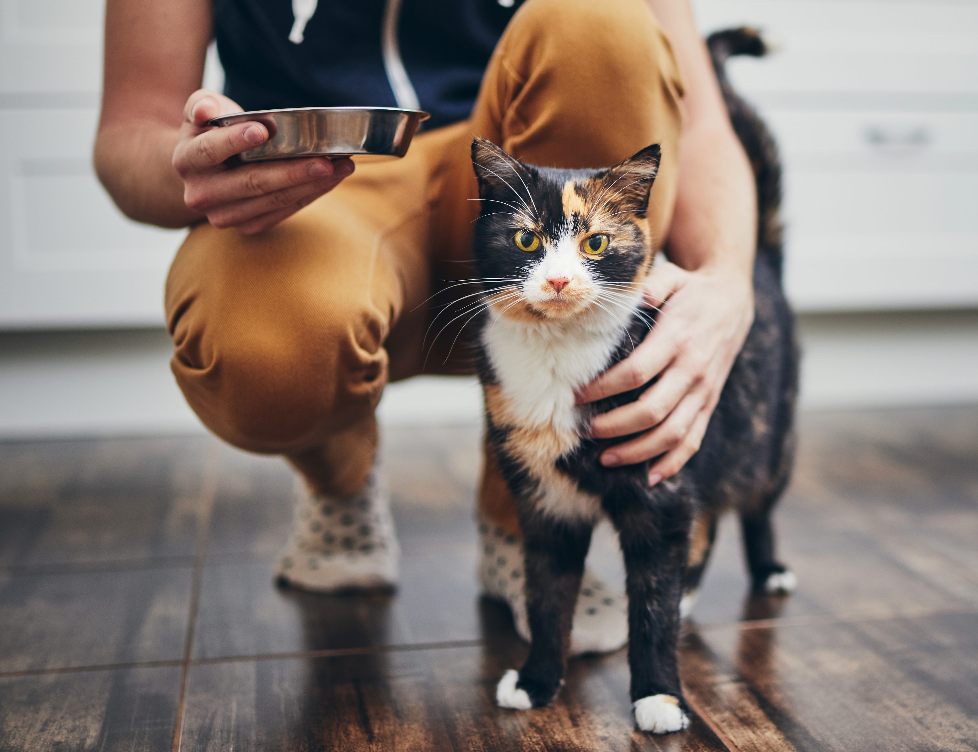 Die besten Katzenversicherungen für Wohnungskatzen
