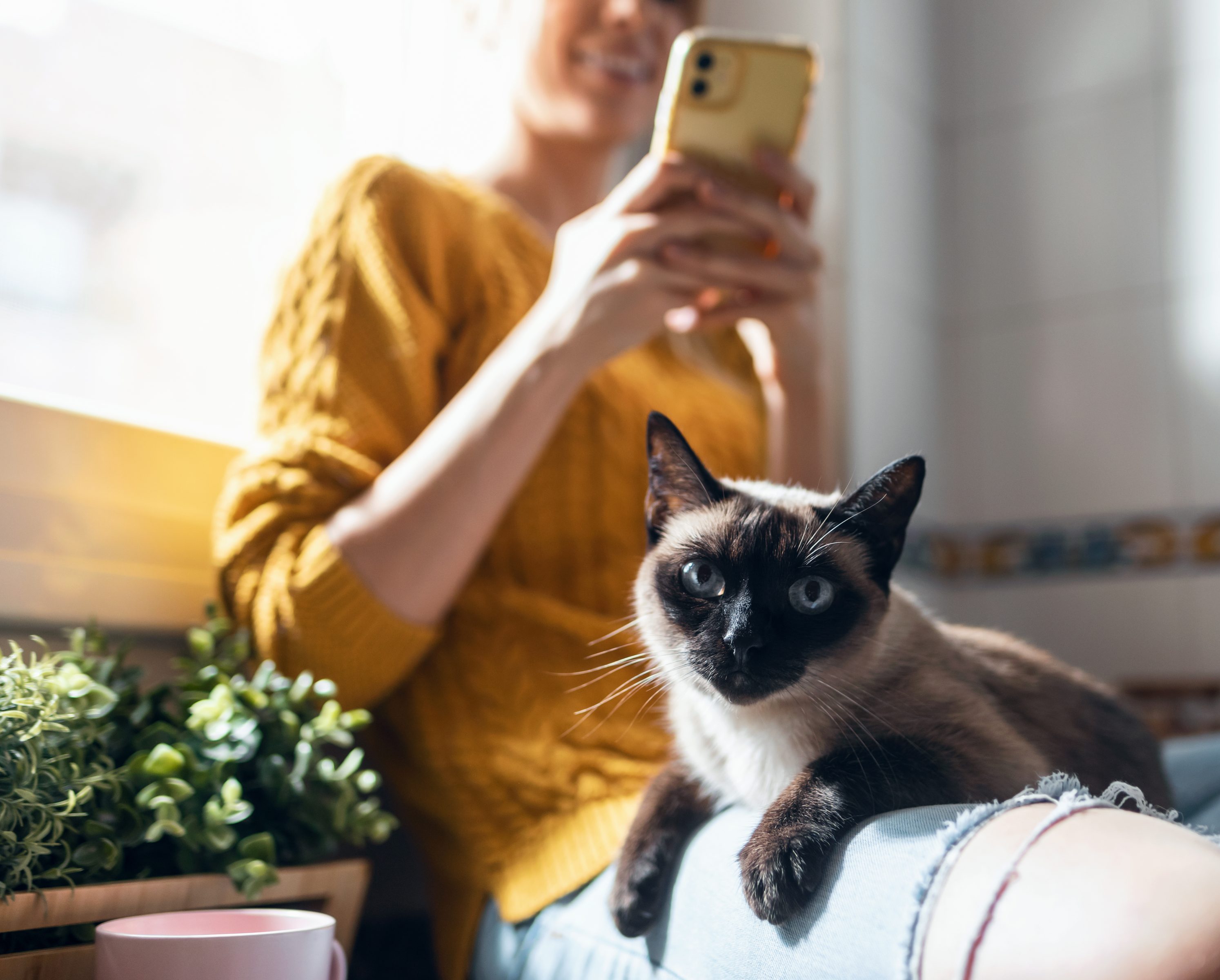 Die besten Katzenversicherungen ohne Wartezeit